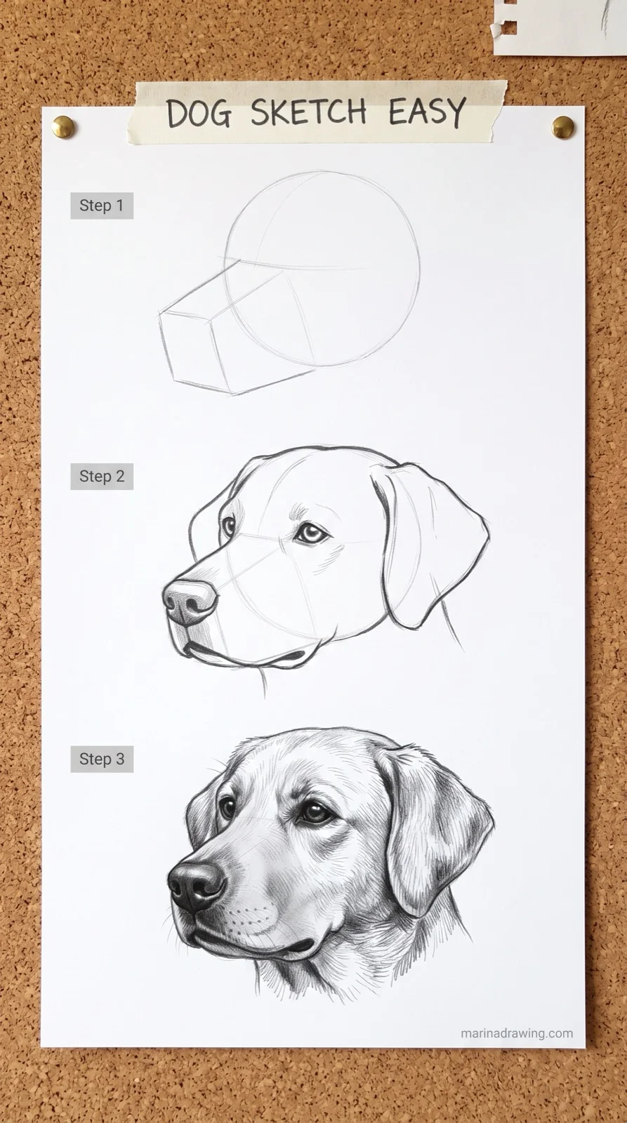 dog sketch easy muzzle box before the nose in three stages step by step drawing