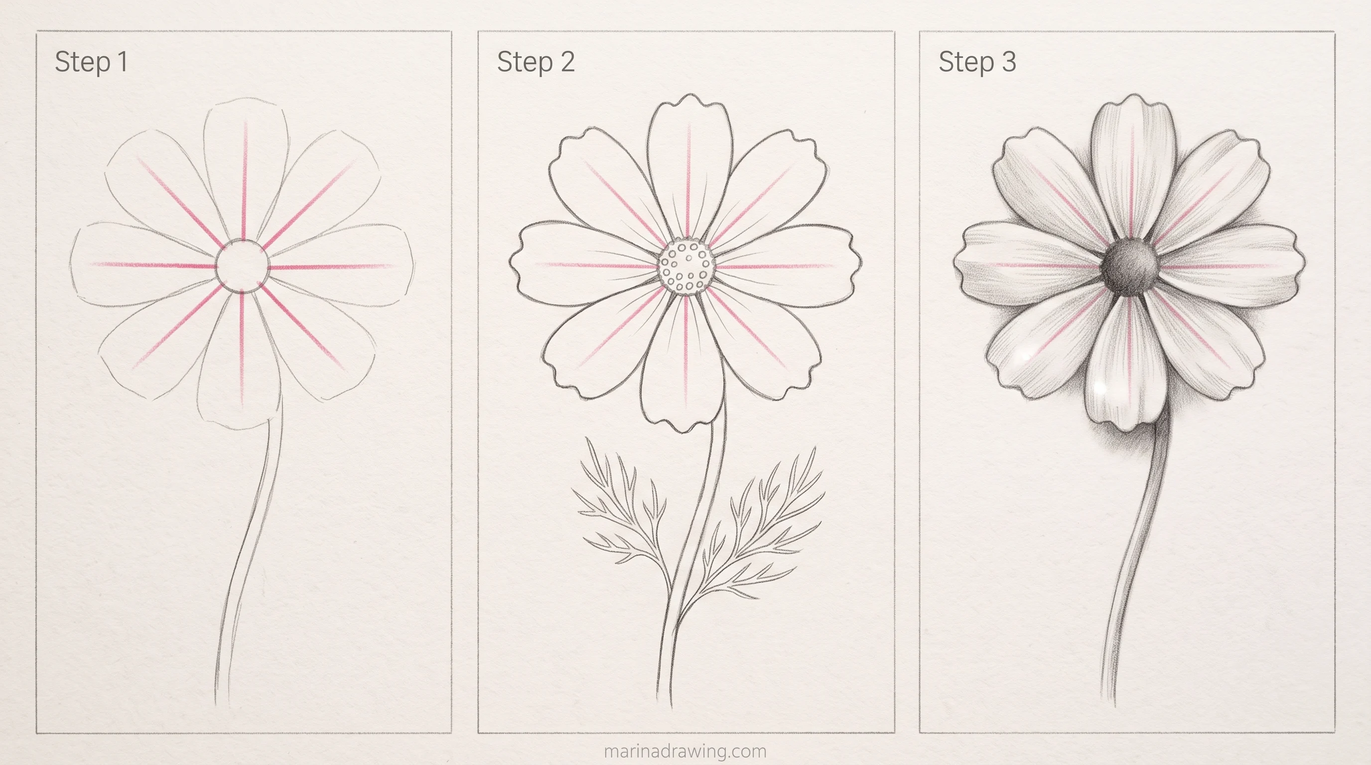 cosmos flower drawing centre check step by step drawing