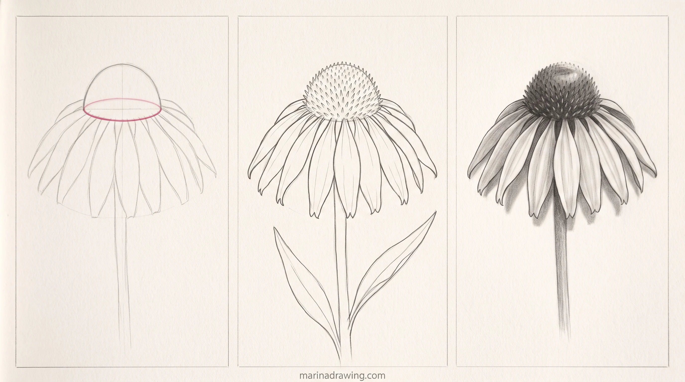 coneflower flower drawing seven steps step by step drawing