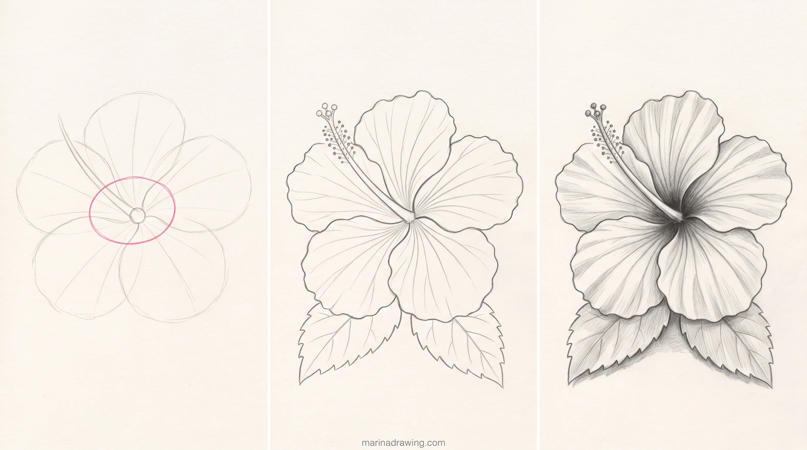 pencil hibiscus flower drawing step by step drawing