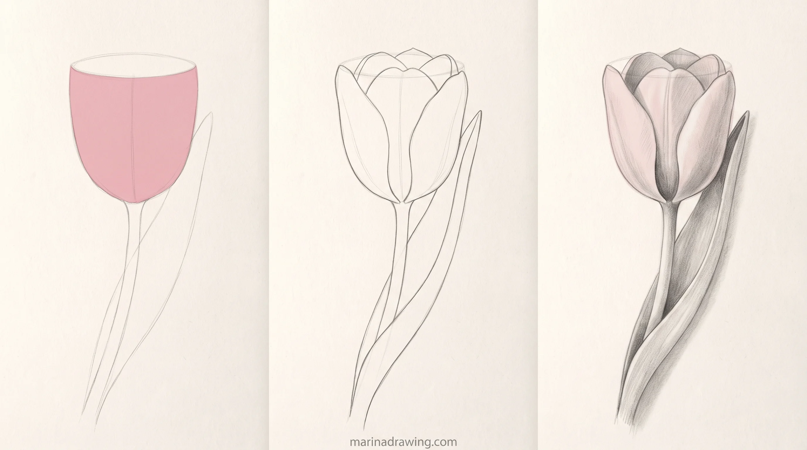 tulip flower drawing scattered page step by step drawing