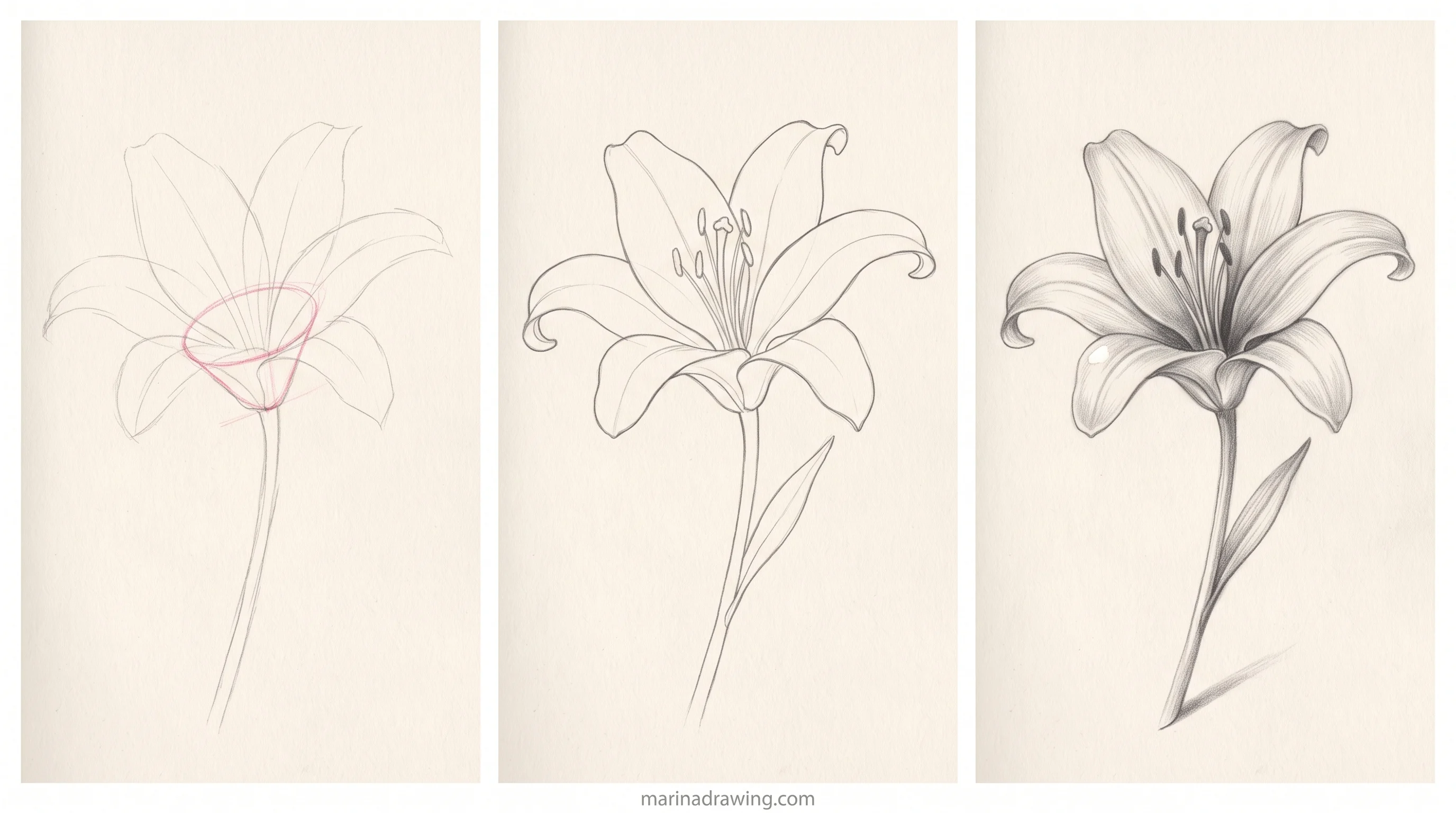 lily flower drawing sketchbook trio step by step drawing