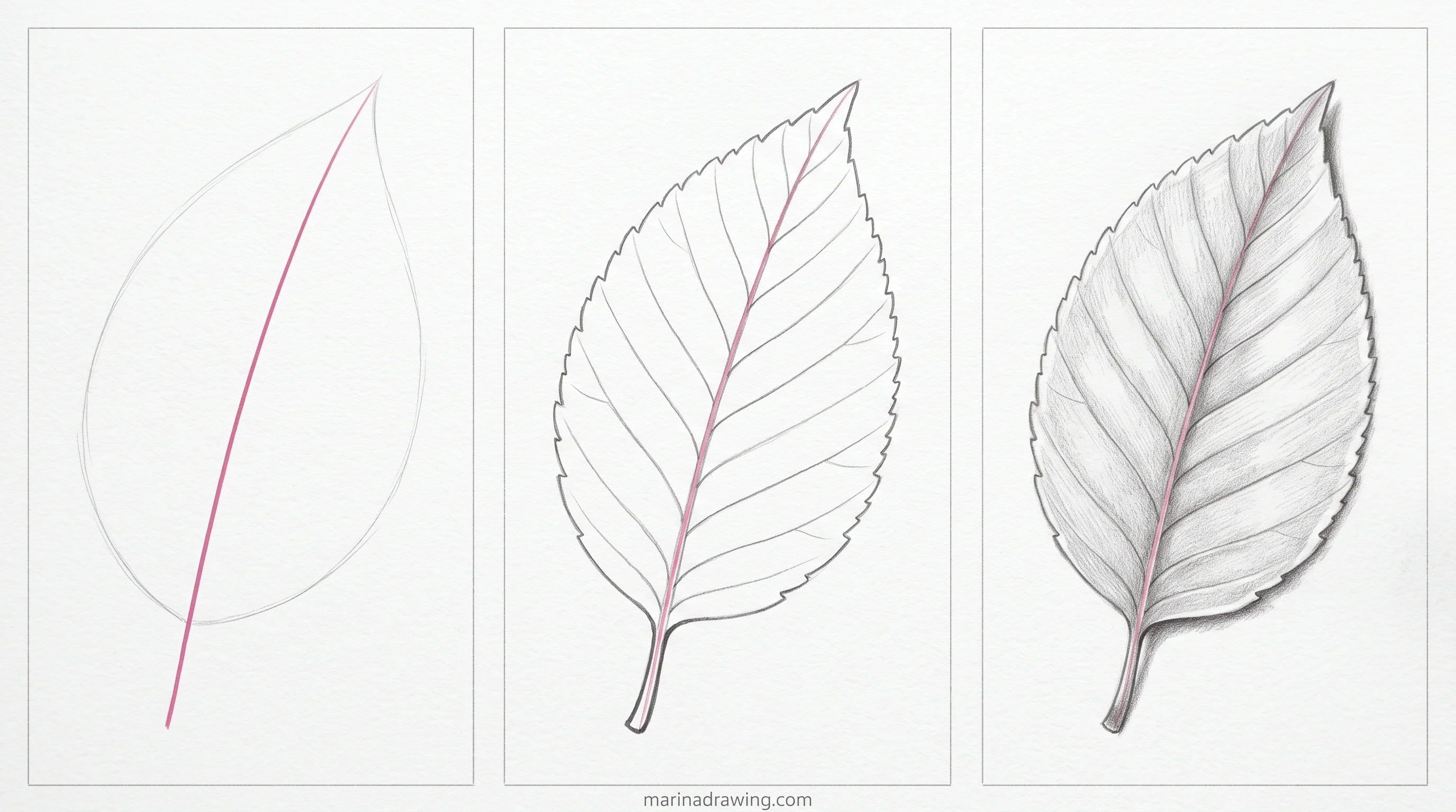 Leaf drawn in three panels from construction to finished graphite step by step drawing