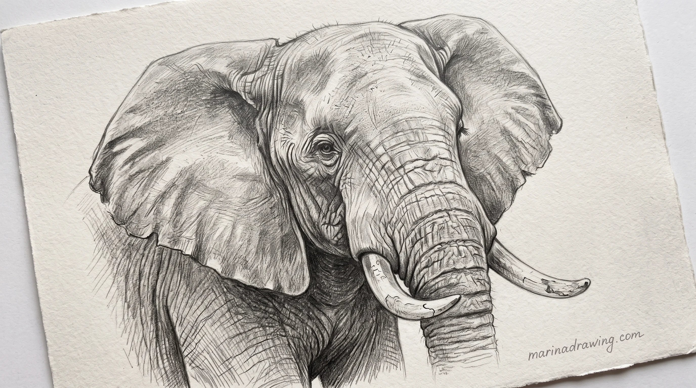 Graphite portrait of a bull elephant with heavy tusks and wrinkled skin