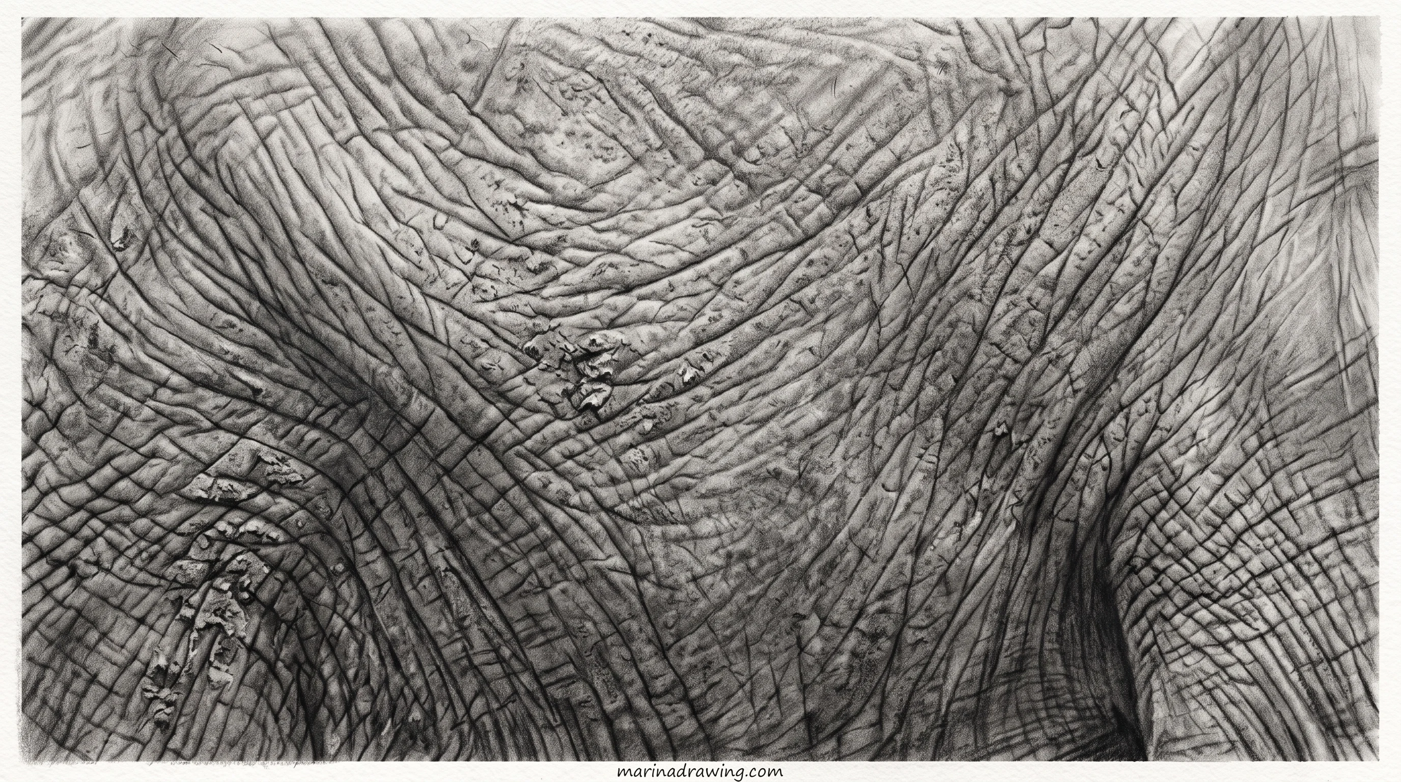 Close graphite study of elephant skin texture and deep creases