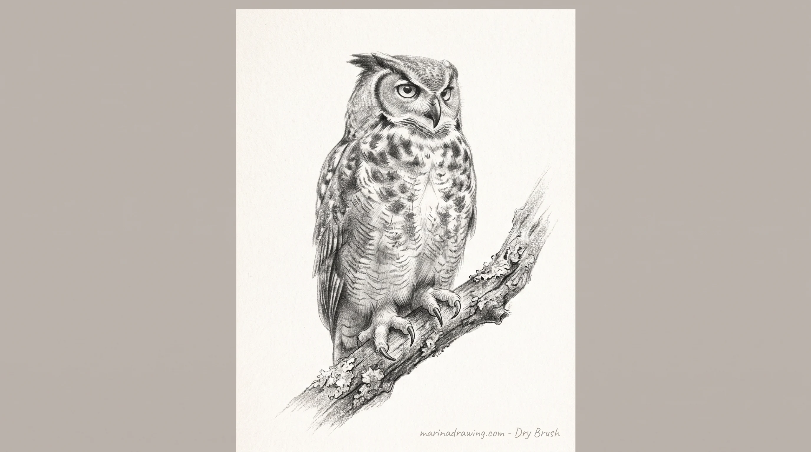 Study of an owl's feet gripping a branch, toes wrapped over the front edge