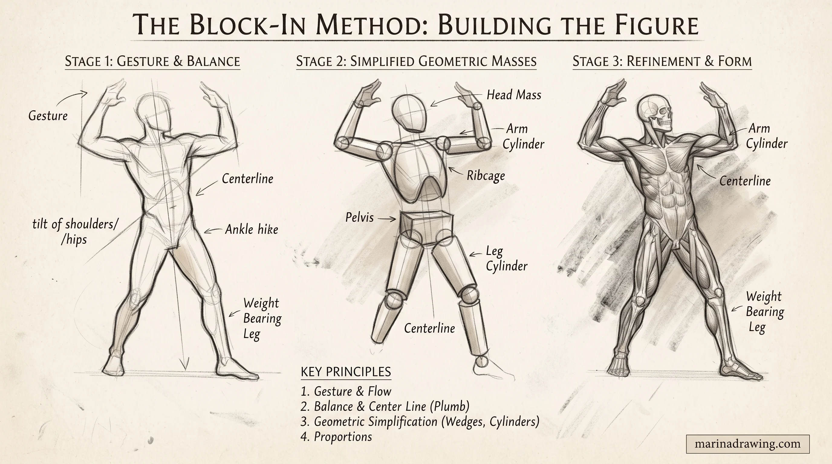 Anatomy drawing practice — a figure laid out with basic shapes before detail, step by step drawing